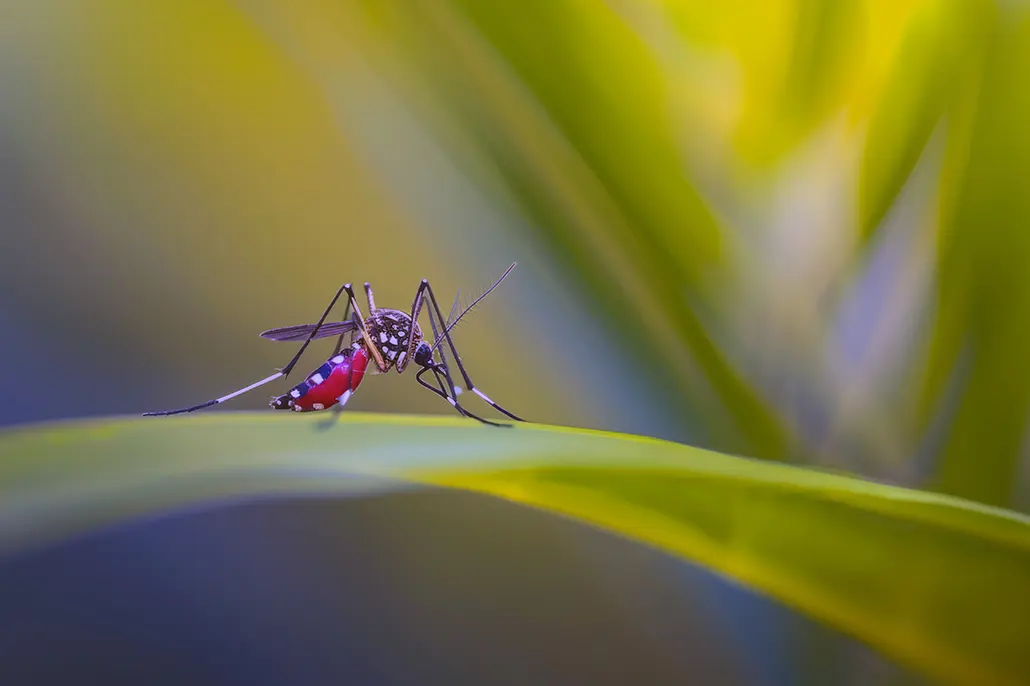 Böhm Asesores de Seguros • Cómo el cambio climático impulsa la mayor epidemia de dengue en América